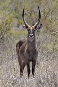 Waterbuck Male