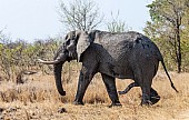 Elephant, Kruger National Park