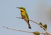 Little Bee-eater