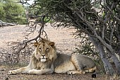 Lion Male Under Tree