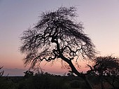 Tree at Sundown