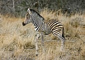 Young Zebra Foal, Side View