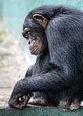 Chimpanzee Crouching Against Wall