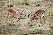Impala Males Fighting