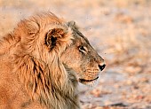 Portrait of Male Lion, Profile View