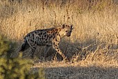 Spotted Hyena