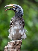 African Grey Hornbill with Open Bill