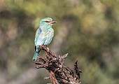 European Roller