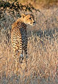 Cheetah Looking over Shoulder