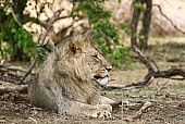 Lion Male Resting in Shady Spot