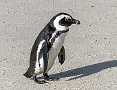 African Penguin