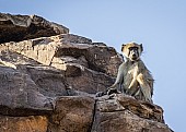 Chacma Baboon