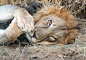 Adult Male Lion with Paws Crossed