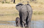 Elephant Mother and Baby