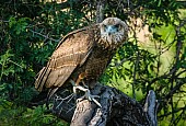 Juvenile Bateleur Eagle