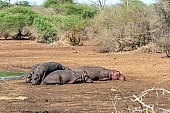 Hippo lying down near water's edge