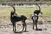 Sable Antelope