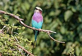 Lilac-Breasted Roller Looking Up