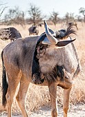 Blue Wildebeest, Head and Neck