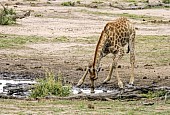 Giraffe Bending to Drink