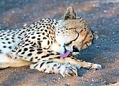Adult Cheetah Licking Leg