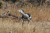 Kori Bustard