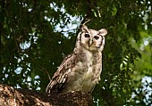 Verreaux's Eagle-Owl or giant Eagle-Owl