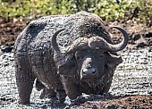 Buffalo Bull in Mud Wallow