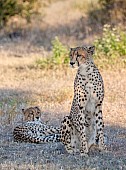 Cheetah Mother on Haunches