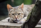 African Wild Cat