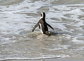 African Penguin