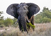 African Elephant Bull with Ears Spread