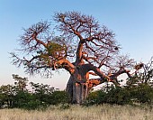 Baobab Tree at Sunset