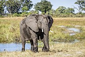 Elephant on River Bank