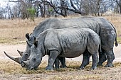 White Rhino Reference Photo