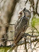 Southern White-faced Owl