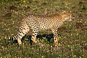 Young Cheetah Walking
