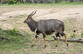 Nyala antelope, Side-on