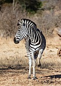 Zebra Standing with Front Leg Raised