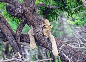 Lion Cub in Tree Looking Down