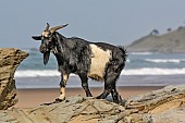 Goat on Rocks with Sea in Background