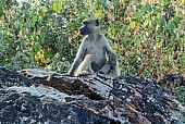 Chacma Baboon