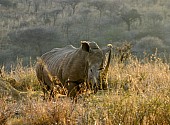 White Rhinoceros in Morning Light