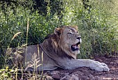 Lion Male Resting in Shade