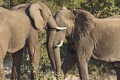 Elephant pair sparring