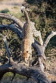 Cheetah Climbing Down Tree Stump