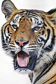 Art Reference Image of Bengal Tiger