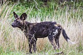 Wild Dog