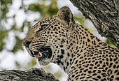 Leopard in Tree, close-up