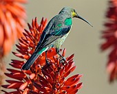 Malachite Sunbird on Aloe